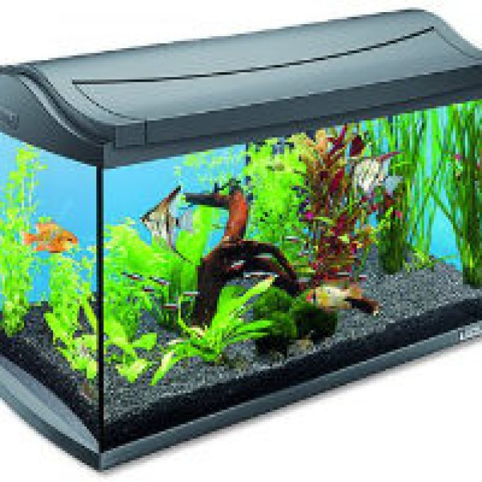 Bereg Aquarium – Ivándel Mihály vállalkozása